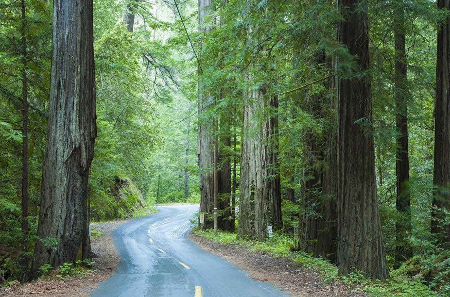 Mailliard Redwoods State Natural Reserve, California, USA